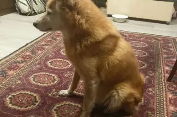 Пропала собака, 49Н-2019, Успенское сельское поселение, Успенское - кореллофинская лайка - photo