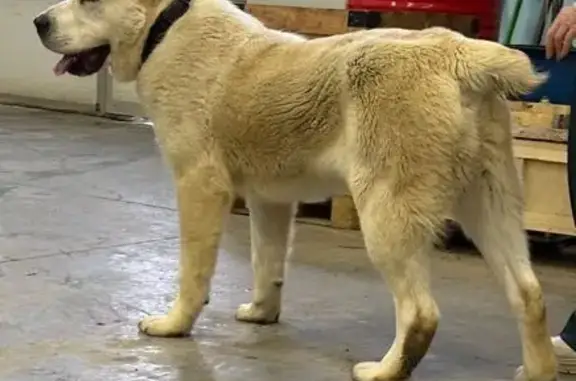 Найдена собака, Пермь, фото: Найдена собака, 2-я Теплопроводная улица, Пермь - белый кобель