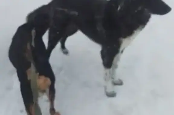 Найдена собака, Оренбург, фото: Найдена собака, возможно девочка, Оренбург, Оренбургская область