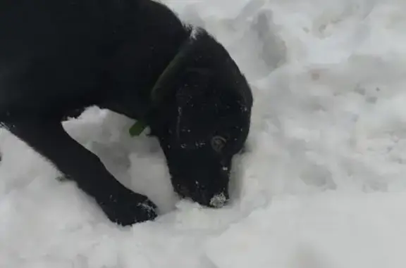 Найденные животные Томск, фото: Найден собака, мужской, Киевская улица, 66, Томск - похож на лабрадора
