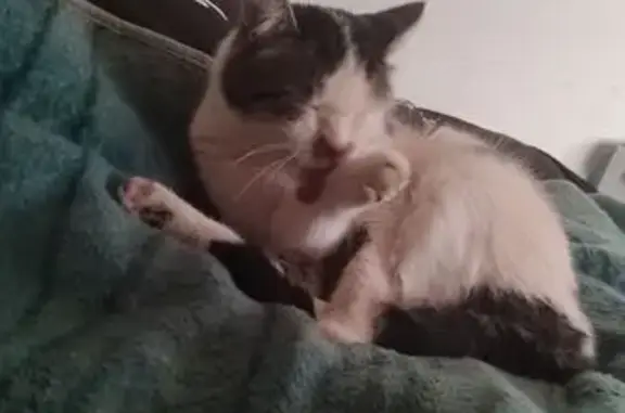 Пропал кот, Советская улица, 98А, Михалёво - белый с чёрными пятнами - photo