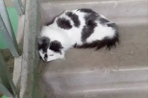 Найдена кошка, Екатеринбург, фото: Найдена кошка, Сиреневый бульвар, 11, Екатеринбург - сидит в подъезде, напугана