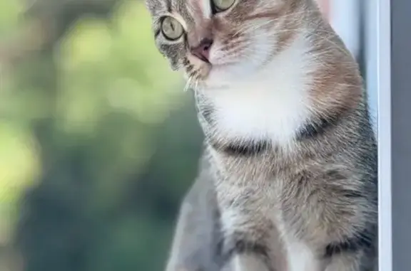 Пропала кошка, 54, Сочи - белые носочки на трёх лапках - photo