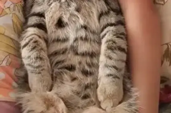 Кошки потеряшки, Камызяк, фото: Потеряшка кот, улица Любича, 17, Камызяк - серо-зеленый, боится собак