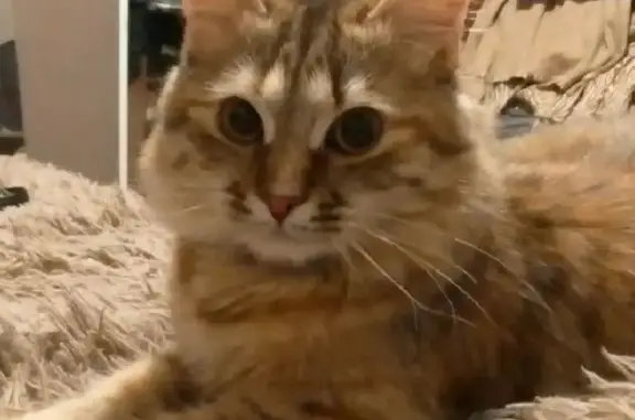 Кошки потеряшки, Стрелецкое, фото: Потеряшка кошка, улица Глинки, Стрелецкое - стерилизована