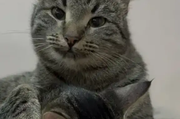 Пропал кот, Станционная улица, Сергиев Посад - не кастрированный, 2 года - photo