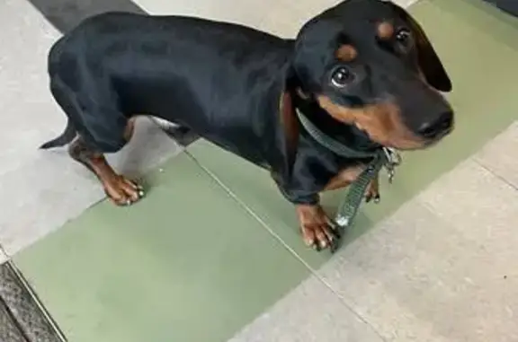 Найдена собака, Тюмень, фото: Найден собака, улица Тимофея Чаркова, 87, Тюмень - черная такса с зеленым ошейником