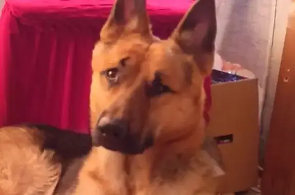 Пропала собака, улица Академика Павлова, 59, Красноярск - овчарка по имени Яша-рей - photo