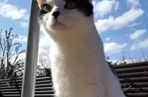 Кошки потеряшки, Новая Адыгея, фото: Потеряшка кот, Адыгейская улица, 9, Новая Адыгея - белый с чёрным окрасом