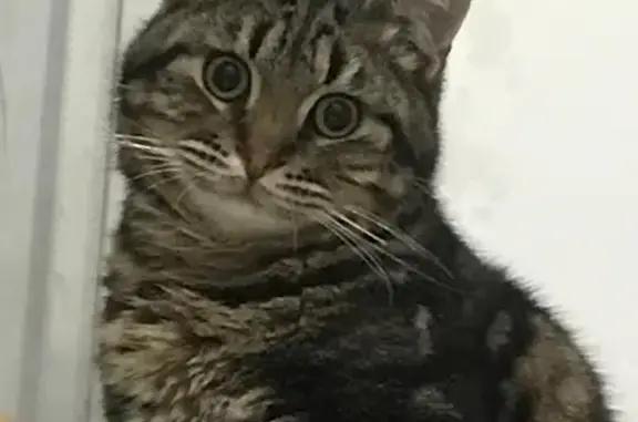 Найденные животные Каспийск, фото: Найдена кошка, улица Ленина, 70А, Каспийск - окрас бенгала