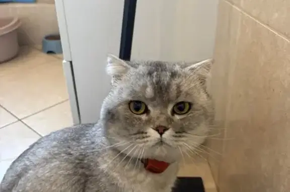 Найденные животные Смоленск, фото: Найден кот, Облепиховая улица, городской округ Смоленск - ласковый и контактный