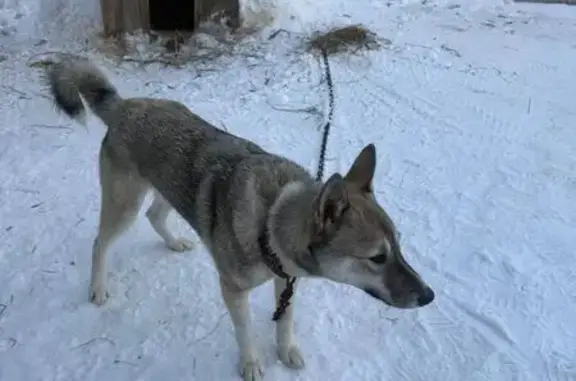 Пропал собака, мужской, Обской, Новосибирская область - лайка с белой полосой на носу - photo