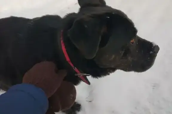 Найдена собака, Сергиев Посад, фото: Найден собака, 1-я Заречная улица, 7, Сергиев Посад - черный, худой кобель