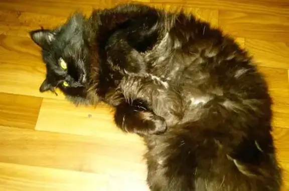 Пропал кот, Культурный переулок, 18, Орёл - чёрный, чуть пушистый - photo