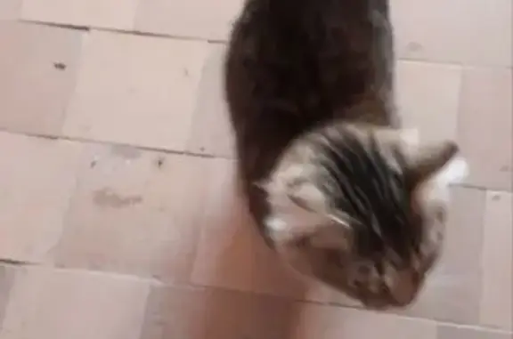 Найдена кошка, Орёл, фото: Найдена кошка, улица Андрианова, городской округ Орёл - пушистая полосатая