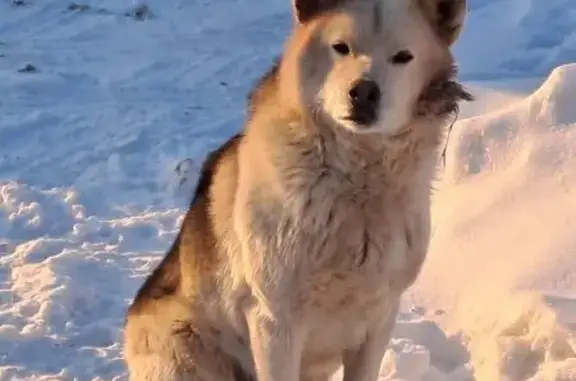 Найдена собака, Оренбург, фото: Найден собака, Краснопартизанская улица, Оренбург - похож на хаски