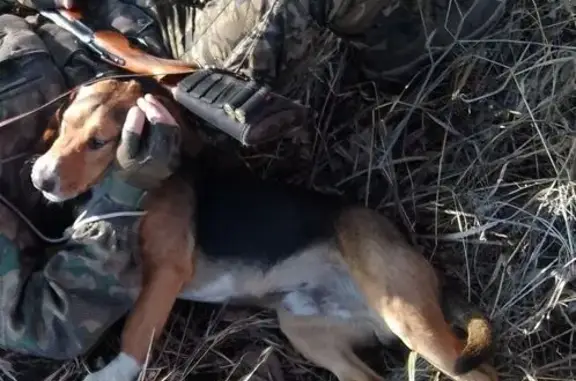 Пропал собака, Восточная улица, 1, Михайловка - эстонская гончая, чёрный подпал - photo