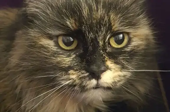 Пропала кошка, Ташкентская улица, 25 к1, Москва - вышла вечером из квартиры - photo