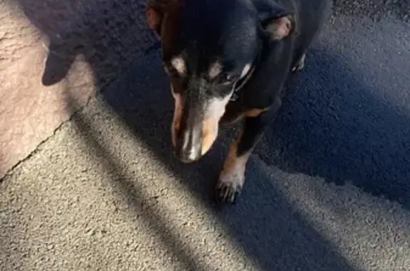 Найдена собака, Ростов-на-Дону, фото: Найдена собака, Зоологическая улица, 32, Ростов-на-Дону - такса или метис таксы