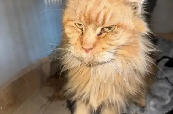 Найдена кошка, Куток, фото: Найдена кошка, Куток, Краснодарский край - рыжая мейн-кун, очень худая
