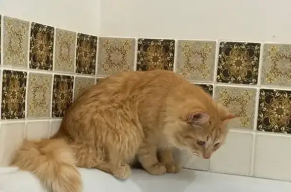 Пропал кот, улица Николаева, Стерлитамак - photo