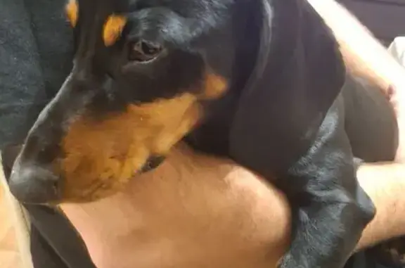 Потерянные животные Михайловск, фото: Пропал собака, Станичная улица, 72, Михайловск - окрас чёрный с рыжим, порода такса