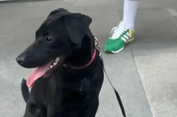 Пропала собака, улица Новоажимова, 3А, городской округ Ижевск - чисто чёрного цвета с красным ошейником - photo