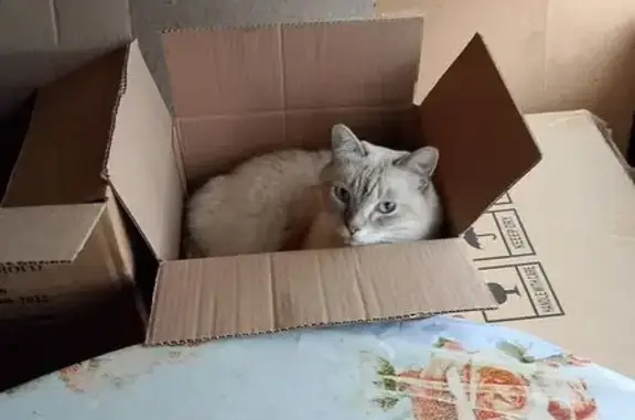 Пропал кот, 41К-005, Гостицкое сельское поселение, Гостицкое - белосерый окрас, полу сиамский - photo