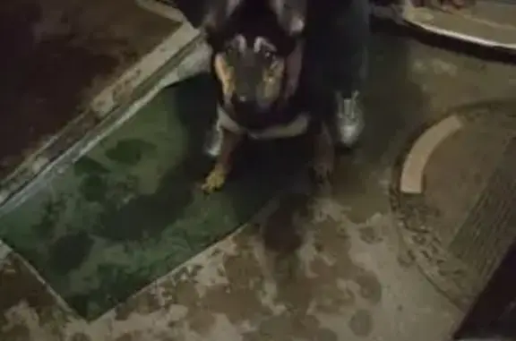 Найденные животные Владивосток, фото: Найдена собака, проспект 100-летия Владивостока, 111, Владивосток - ласковая и игривая