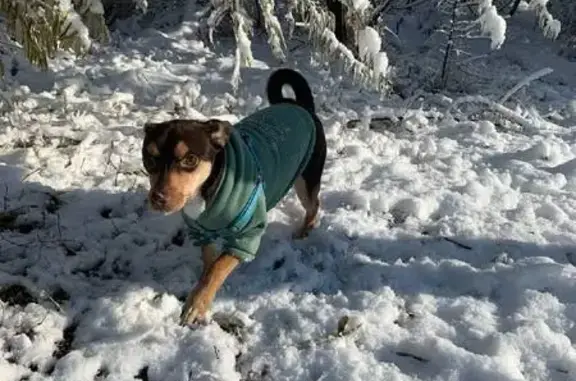 Пропал собака, улица Героев Танкограда, 86, Челябинск - громко гавкает, белые пятна возле глаз - photo