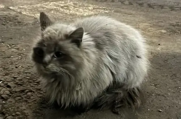 Найдена кошка, Совхоза Имени Ленина, фото: Найдена кошка, МКАД, 24-й километр, 1, посёлок Совхоза имени Ленина - пугливая и ухоженная