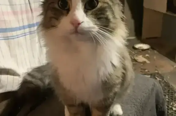 Пропал кот, улица Фрунзе, 125, Афипский - отзывается на имя Барик - photo