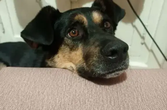 Пропал собака, Большевистская улица, 54, Магнитогорск - дружелюбный пес по кличке Алик - photo