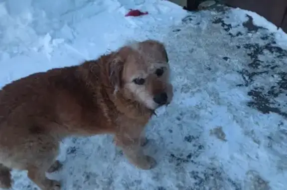 Найдена собака, Иваново, фото: Найдена собака, проспект Текстильщиков, 5Г, Иваново - в ошейнике