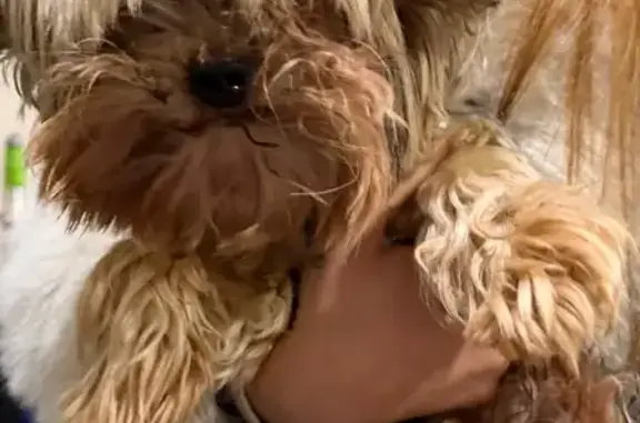 Найдена собака, Краснодар, фото: Найден собака, мужской, улица Будённого, 337, Краснодар - йорк с бусинками на ошейнике