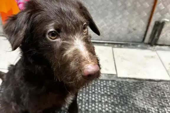 Найдена собака, Екатеринбург, фото: Найдена собака, мужской, улица Красина, Екатеринбург