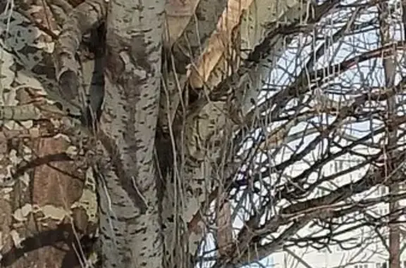 Найдена кошка, Набережные Челны, фото: Найдена кошка, Автозаводский проспект, 18Б/2, Набережные Челны - рыжая с шрамом на верхней губе