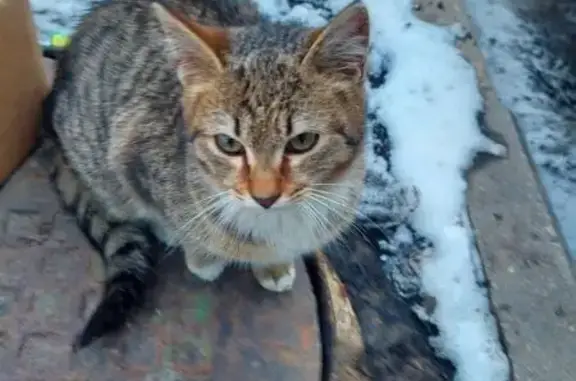 Найдена кошка, Красногорск, фото: Найдена кошка, улица Братьев Горожанкиных, 24А, Красногорск - полосатая с белой грудкой