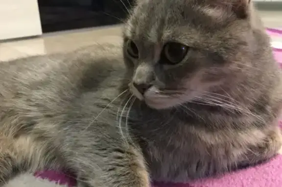 Пропал кот, Ялта, Крым - откликается на имя Брайн - photo