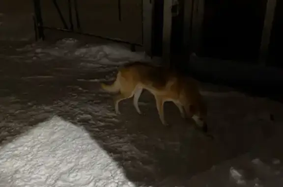 Найдена собака, Заречье, фото: Найден собака, Заречье, Тульская область - русская гончая с ошейником