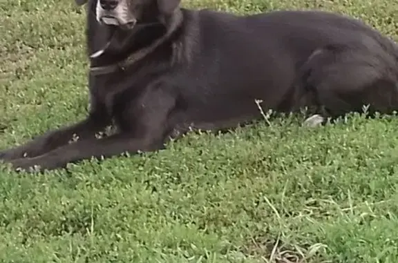 Пропал собака, улица Горького, 13А, Хомутово - photo