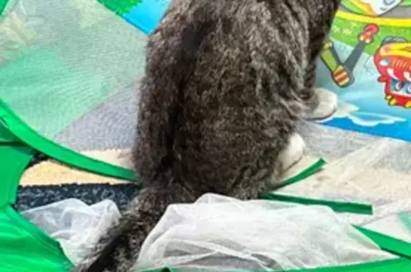 Кошки потеряшки, Калинино, фото: Потеряшка кот, улица 50-летия Победы, Калинино - коричнево-рыжий полосатый, 5 месяцев