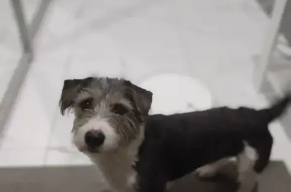 Пропал собака, Молодёжная улица, Абакан - photo