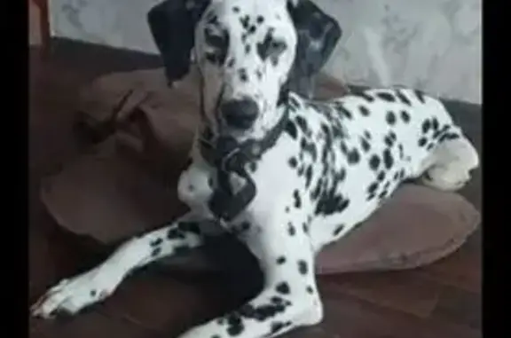 Пропал собака, мужской, Московская улица, Плешково - photo