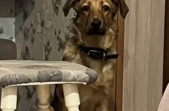 Пропал собака, проспект Металлургов, Самара - коричнево-чёрный окрас, 4.5 месяца - photo