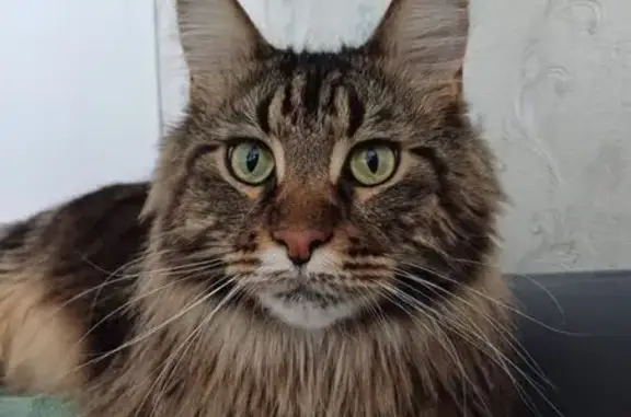 Пропал кот, городское поселение Междуреченск, Самарская область - черный мраморный окрас - photo