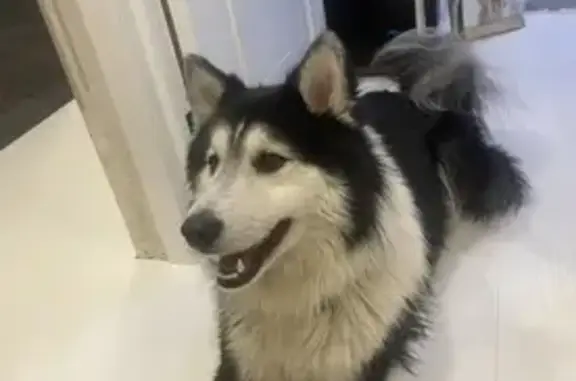 Найдена собака, Ростов-на-Дону, фото: Найден собака, улица Сеченова, 8А, Ростов-на-Дону - хаски, есть ошейник