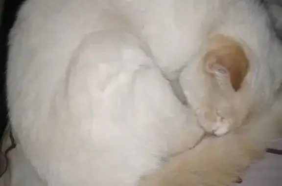 Найдена кошка, Мантурово, фото: Найдена кошка, женский пол, улица Лермонтова, Мантурово - белая с голубыми глазами