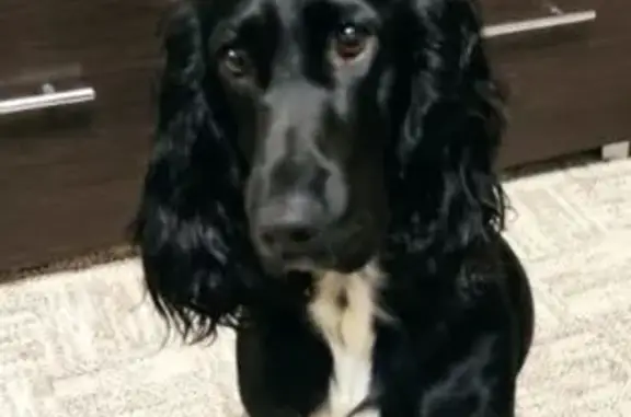 Пропала собака, улица Луначарского, 2, Заволжье - черный спаниель с белой грудкой - photo