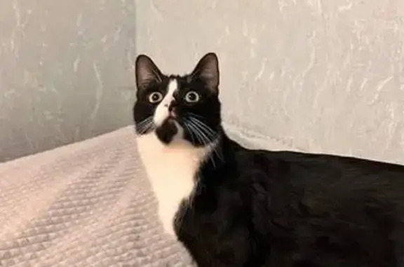 Пропал кот, улица Менжинского, 24 к2, Москва - с синим ошейником - photo